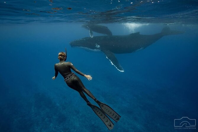 Swim in Moorea with Humpback Whales and More - Booking, weather, and the best way to plan