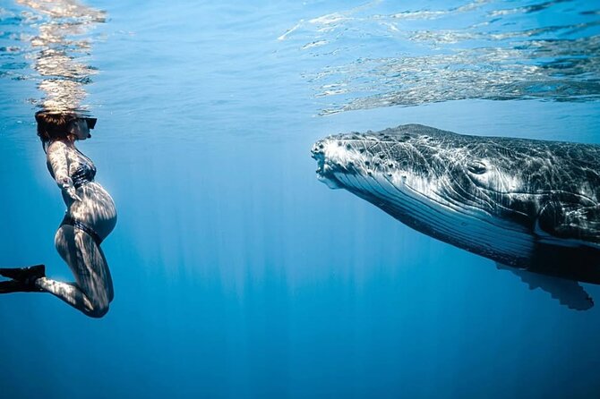 Swim in Moorea with Humpback Whales and More - The whale encounter: patience before swimming