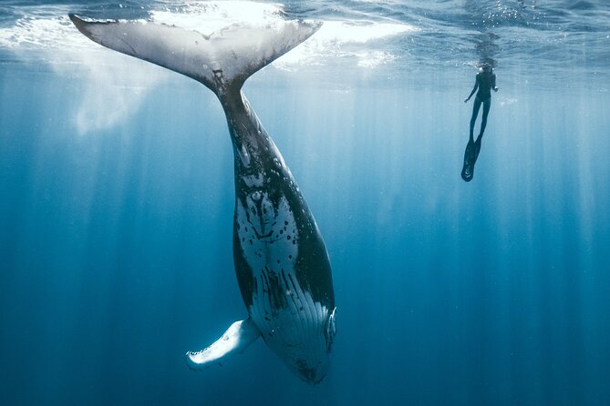 Swim with humpback whales - Starting at 8:30 a.m. in Maharepa