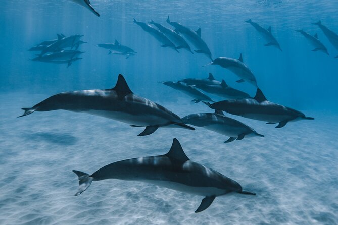 Swim with humpback whales - Mother Whales, Calves, and the Best Kind of Encounter