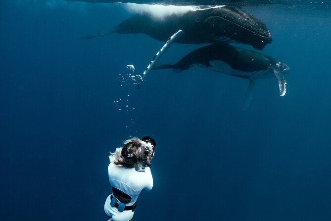 Swim with humpback whales - Cruising Into Open Water