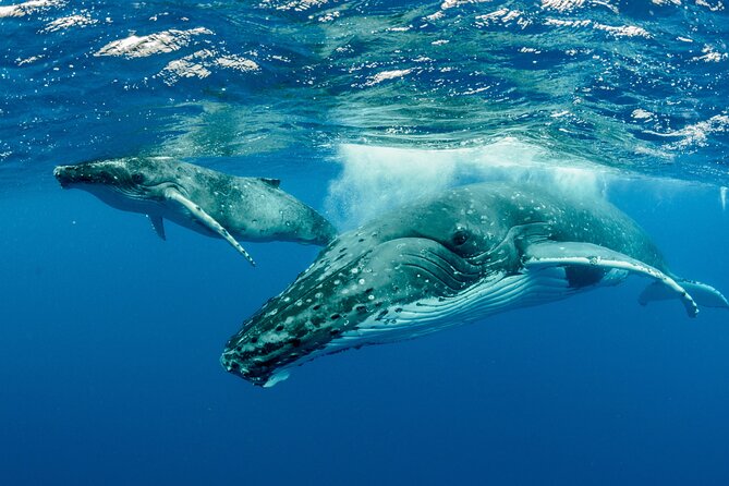 Swimming with Whales in Moorea (Half Day tour) - Four hours on Moorea’s open ocean