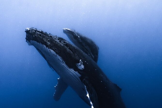 Swimming with Whales in Moorea (Half Day tour) - The six-person limit matters