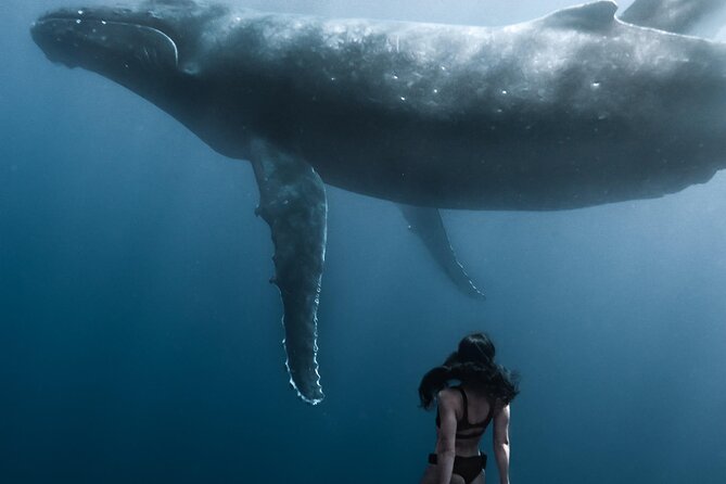 Swimming with Whales in Moorea (Half Day tour) - French life-jacket rules and wetsuit advice