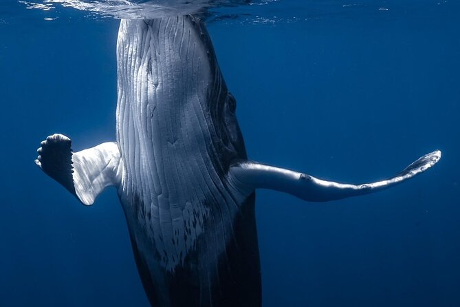 Swimming with Whales in Moorea (Half Day tour) - How to handle rough seas and waiting time