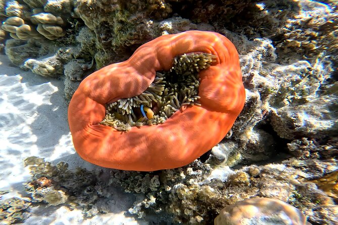 Tahaa Excursion in Electric Paddle Snorkeling Coral Garden - The Snack Break Near the Motu