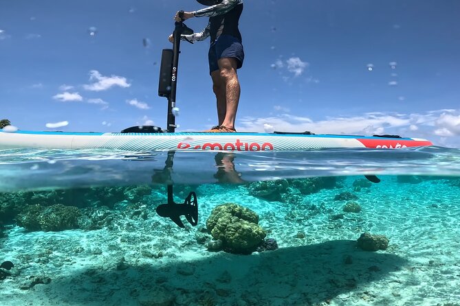 Tahaa Excursion in Electric Paddle Snorkeling Coral Garden - The Coral Garden: The Main Event