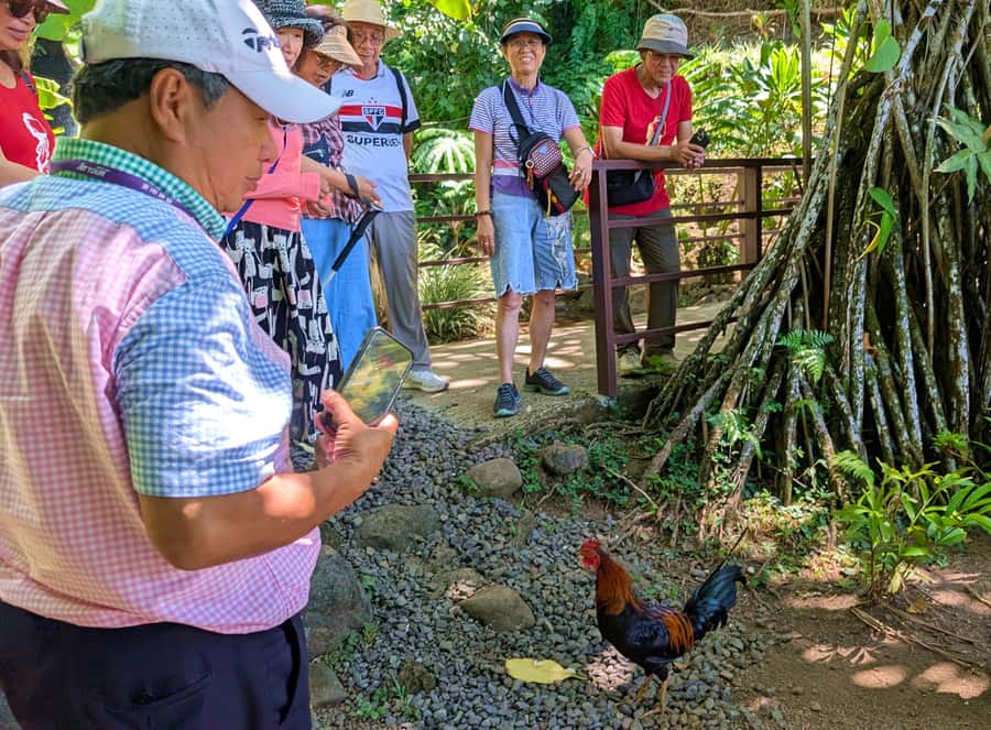 Tahiti Classical Coastal Full Day Private Tour - Mara’a Cave, Taharuu Beach, and the west coast