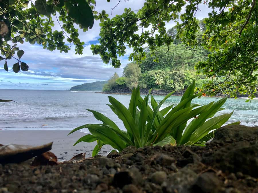 Tahiti: East or West coast tour (Half Day) - Practical details to keep in mind