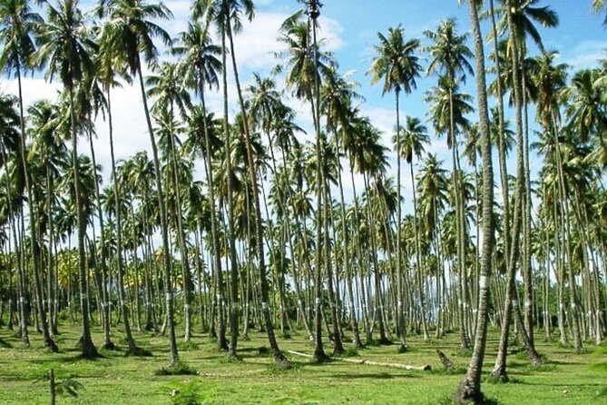 Tahiti: Full Day Tour of the Island - Faarumai Waterfalls brings the wild scenery