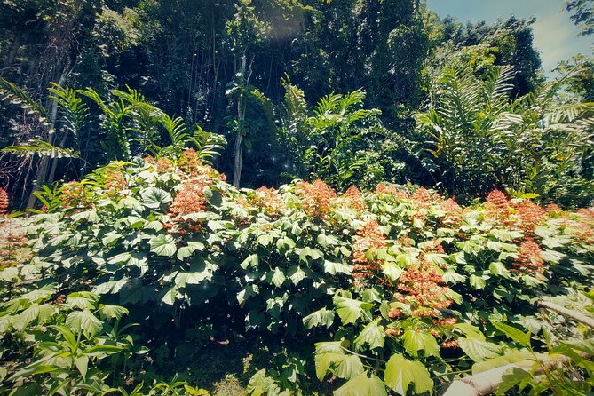 Tahiti Half Day Coastal Private Tour - Faarumai Waterfalls: Tahiti’s big natural showpiece