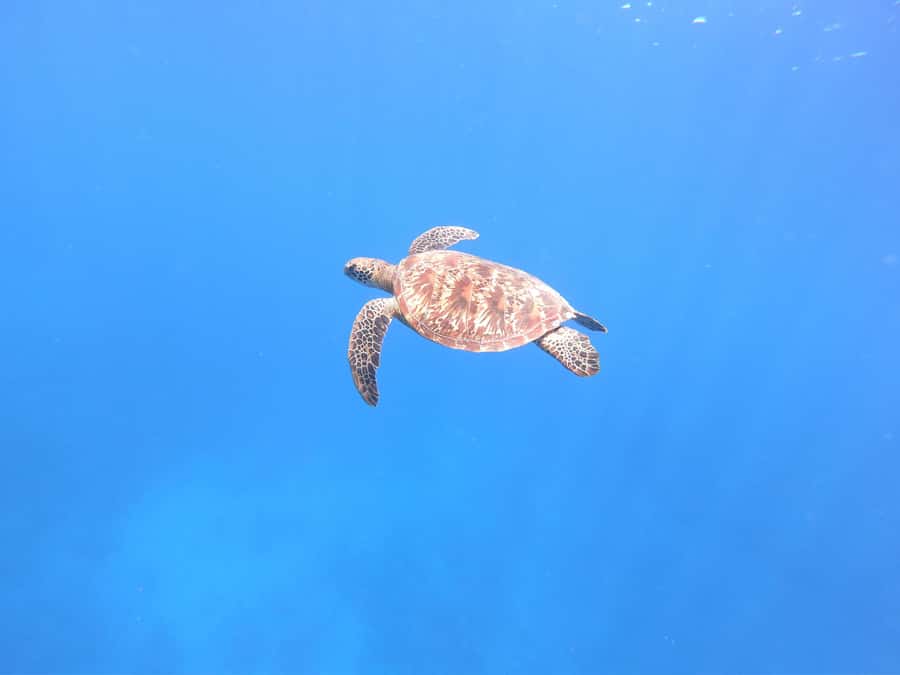 Tahiti island: 4 hours Snorkeling Tour - The Aquarium site and its underwater wrecks