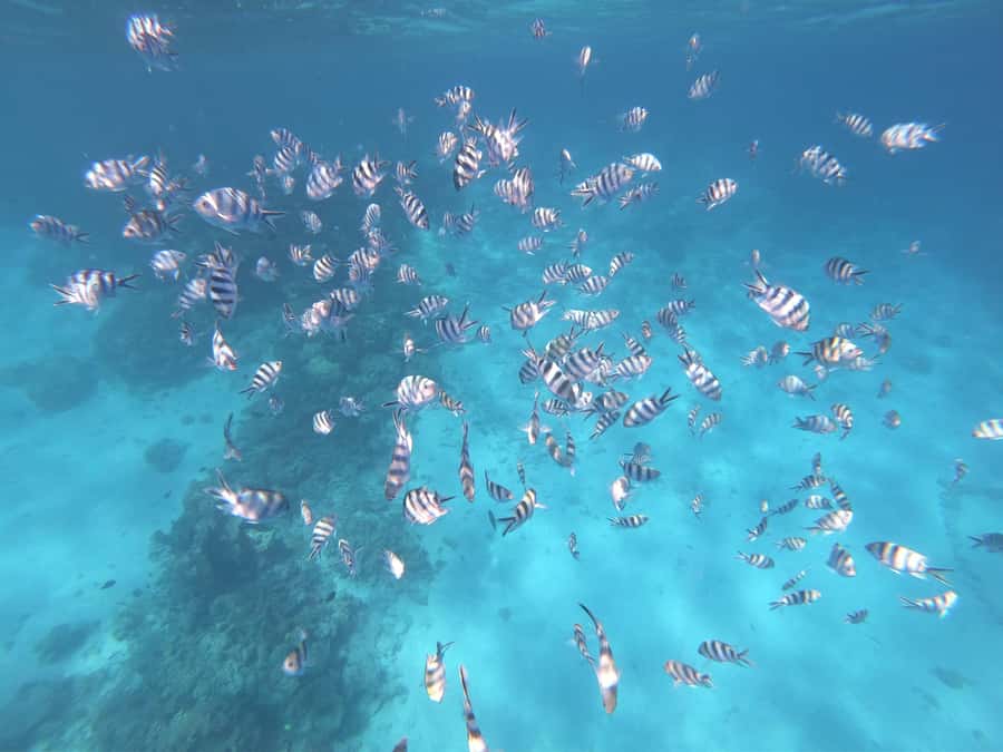Tahiti island: 4 hours Snorkeling Tour - The guides make the water feel less intimidating