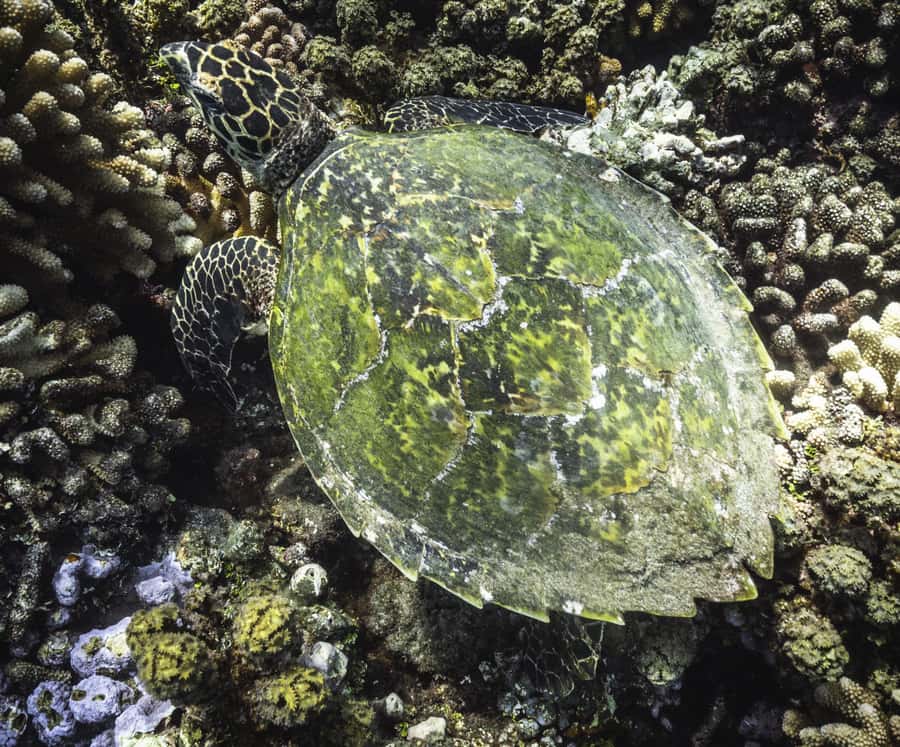 Tahiti island: 4 hours Snorkeling Tour - Is $187 a fair price for four hours?