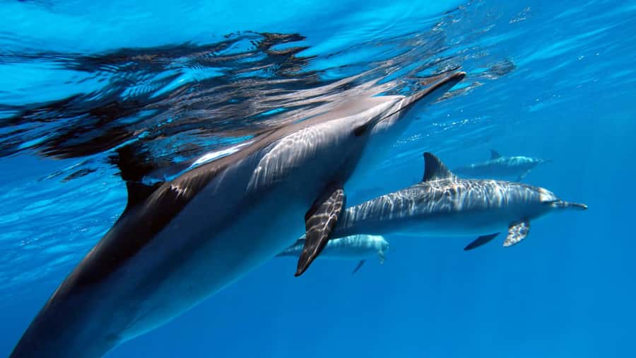 Tahiti island: 4 hours Snorkeling Tour - Dolphin watching across Tahiti’s open water