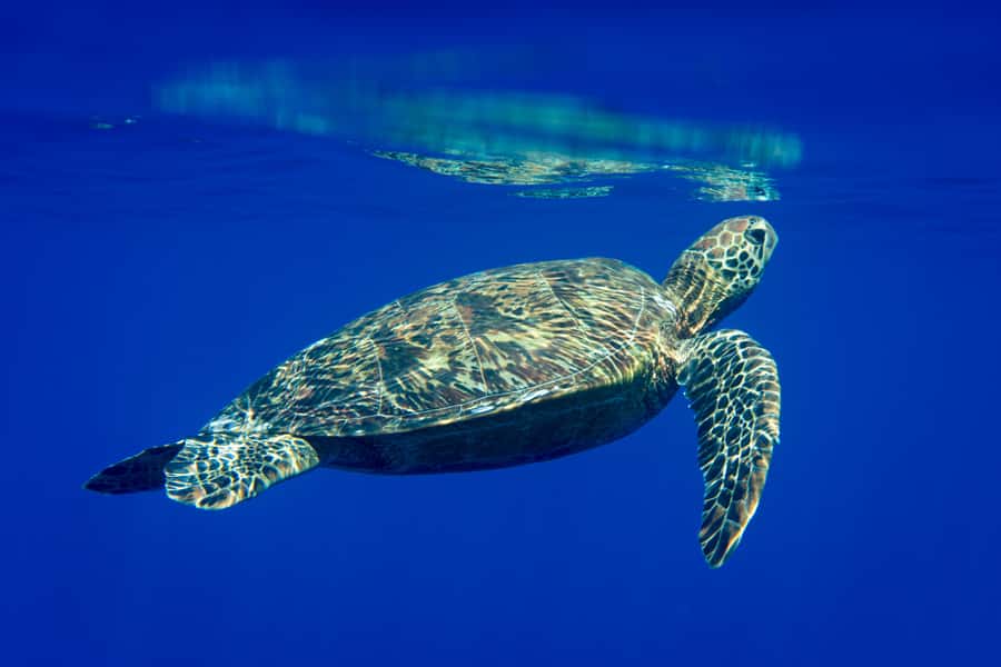 Tahiti island: 5 hours Snorkeling Picnic - A white sandbank with stingrays at your feet