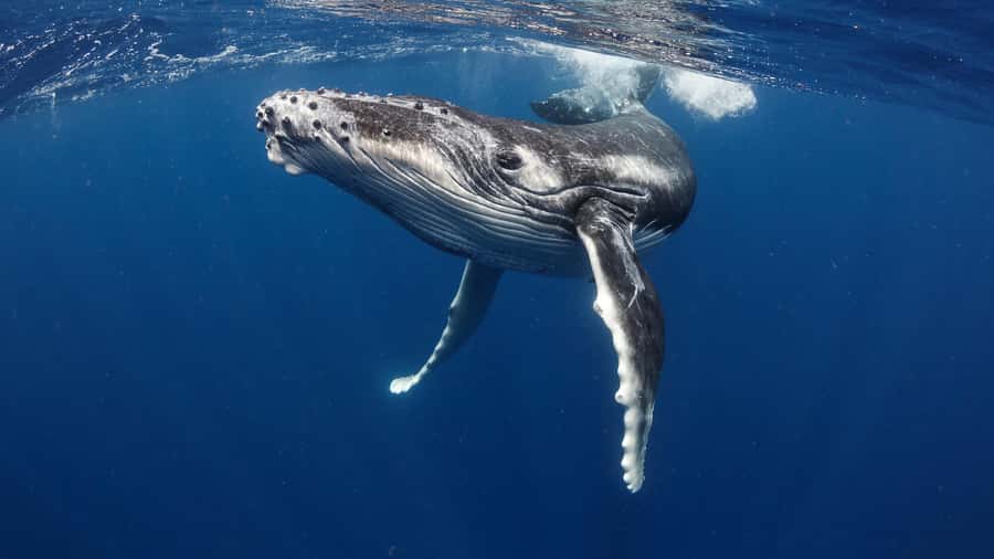 Tahiti island: Whale watching Experience - Key points to know before booking