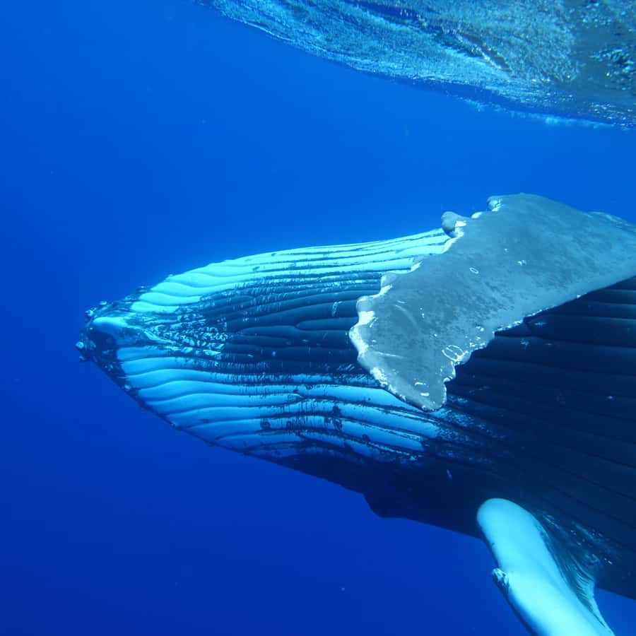 Tahiti island: Whale watching Experience - Why five hours matters in Tahiti
