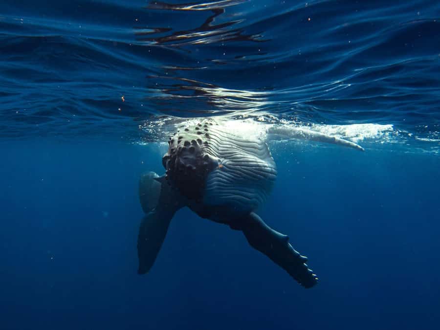 Tahiti island: Whale watching Experience - From your hotel to the open sea