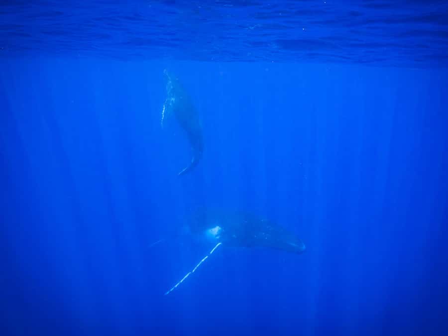 Tahiti island: Whale watching Experience - What happens once you leave Tahiti’s coast