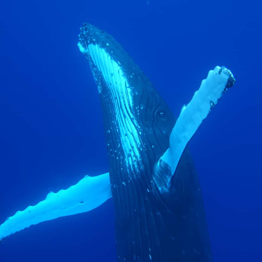 Tahiti island: Whale watching Experience - Swimming with humpback whales