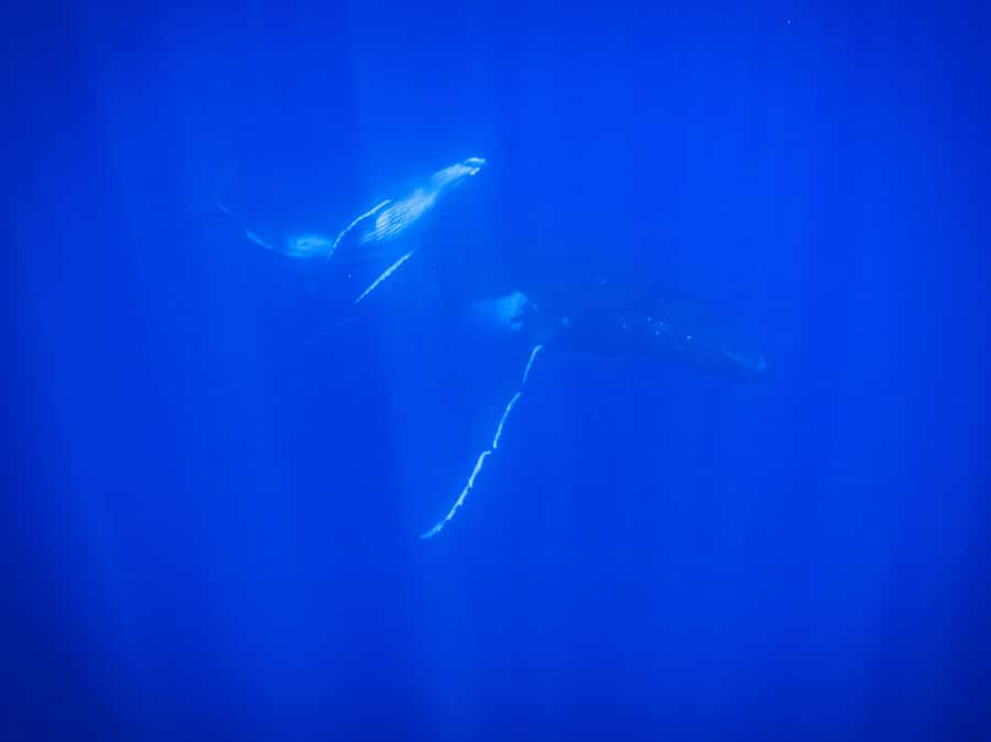 Tahiti island: Whale watching Experience - What makes the whale sightings special