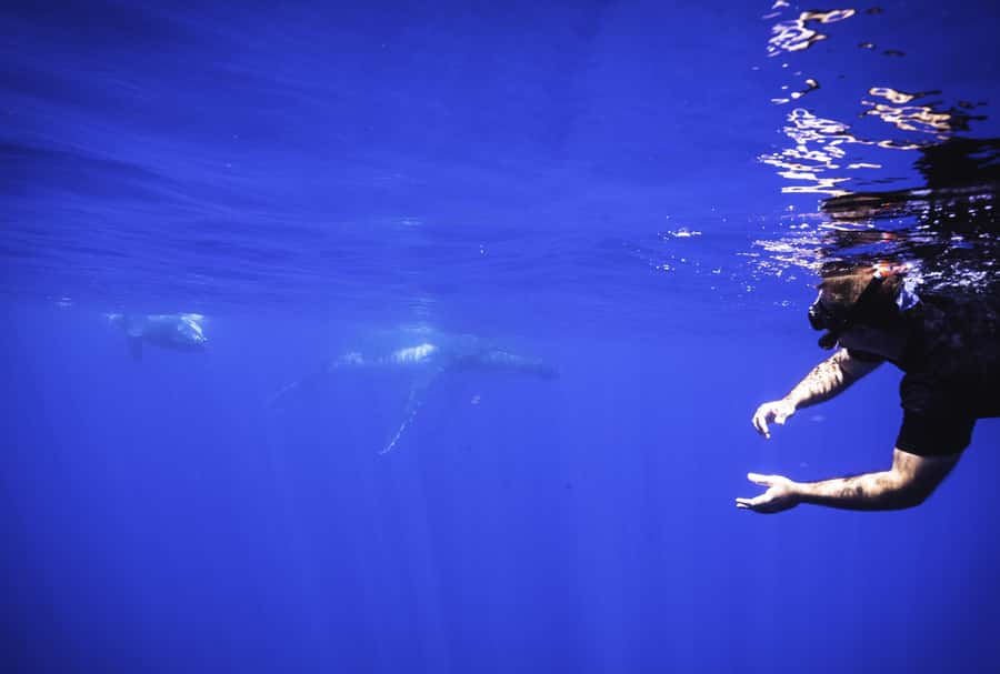 Tahiti island: Whale watching Experience - Is $227 a fair price?