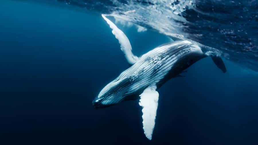 Tahiti island: Whale watching Experience - The small boat and the feel of the outing