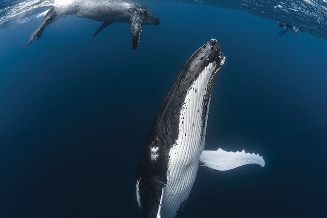 Tahiti, land of whales: a unique experience! - Why this Tahiti whale trip feels different