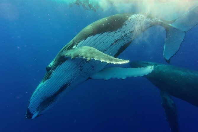 Tahiti, land of whales: a unique experience! - Taapuna sandbank gives the morning a relaxed finish