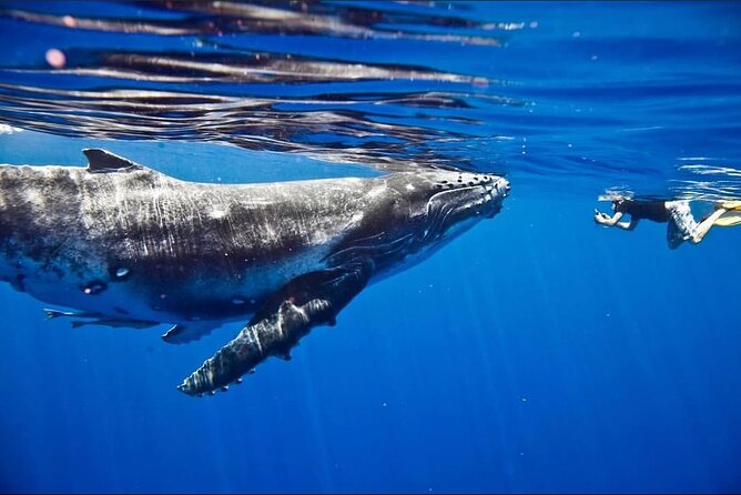 Tahiti, land of whales: a unique experience! - What the $176 price includes