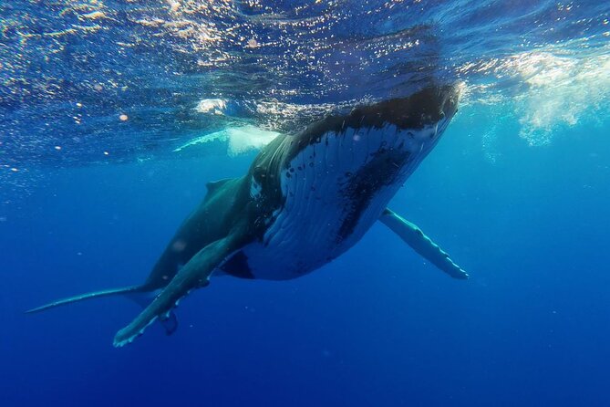 Tahiti, land of whales: a unique experience! - Who will enjoy the Kaoriki most