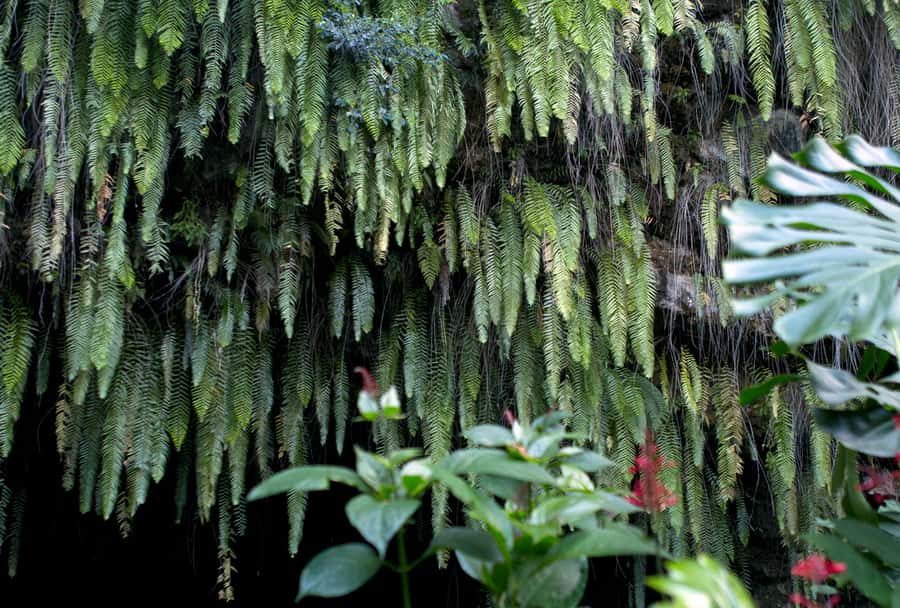 Tahiti: Private Half Day Culture and Nature Highlights Tour - Marae Arahurahu, Tahiti’s sacred stone temple