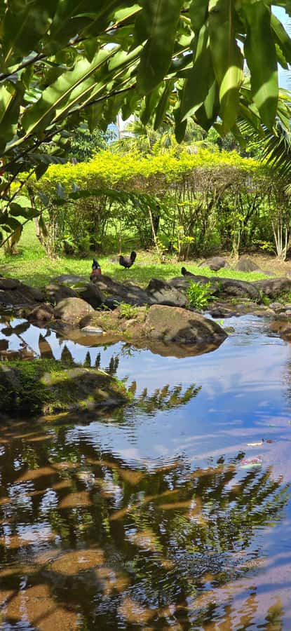 Tahiti: Private Half Day Culture and Nature Highlights Tour - Mara’a Cave and the cool side of the island