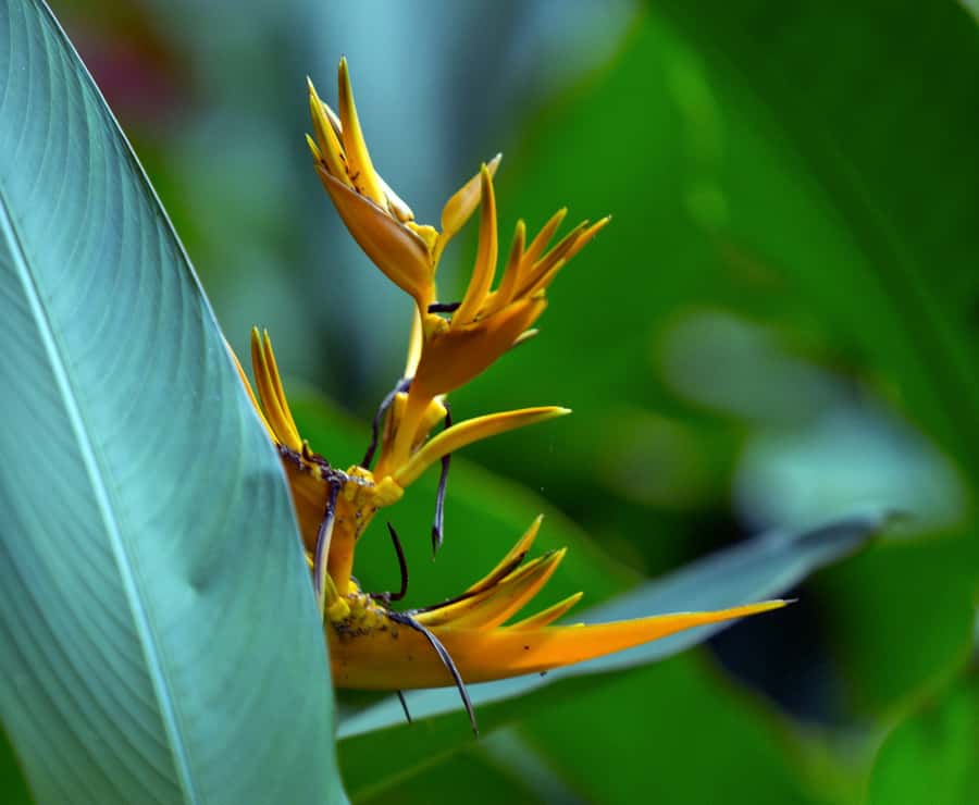 Tahiti: Private Half Day Culture and Nature Highlights Tour - Taharuu Black Sand Beach and the power of the surf