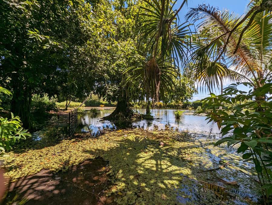 Tahiti Private Half Day Tour. Nature, history and culture - Why this five-hour tour works so well