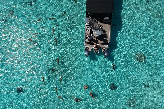 Toa Boat Bora Bora Private Lagoon Tour On Entertainer Bar Boat - Snorkeling among fish, rays, and reef sharks