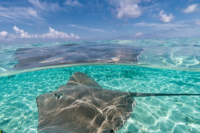 Toa Boat Bora Bora Private Lagoon tour On Majestic Pontoon Boat - Guides can shape the mood