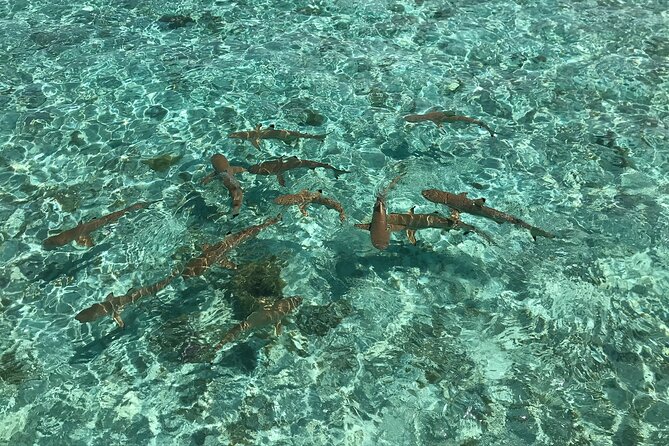 Toa Boat Bora Bora Private Lagoon tour with Lunch on Entertainer Bar Boat - The guides can shape the entire day