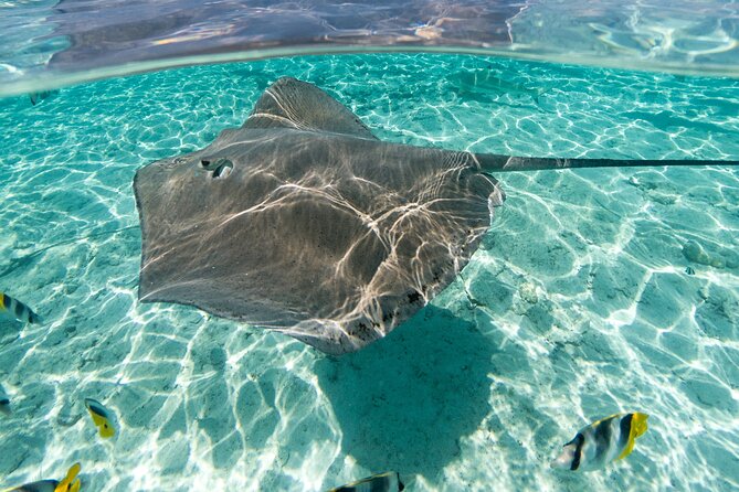 Toa Boat Bora Bora Private Lagoon tour with Lunch On Majestic Pontoon Boat - Snorkeling with sharks and rays