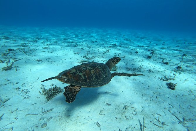 Tohora Bora Bora Snorkeling Lagoon Tours - What Your Three to Four Hours Look Like