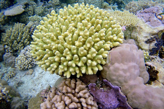 Tohora Bora Bora Snorkeling Lagoon Tours - First Stops: Rays and Open Water
