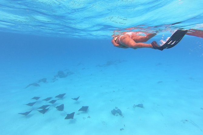 Tohora Bora Bora Snorkeling Lagoon Tours - Who Will Enjoy This Most