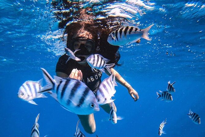 Want to escape? Treat yourself to a snorkeling session in Tahiti! - What makes this Tahiti boat trip special