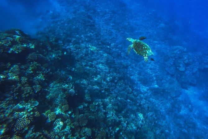 Want to escape? Treat yourself to a snorkeling session in Tahiti! - Dolphins at Nuuroa Bay