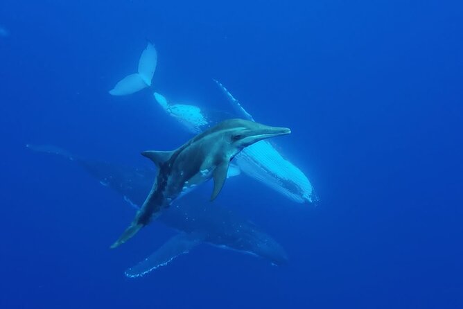 Want to escape? Treat yourself to a snorkeling session in Tahiti! - Swimming with turtles at Sapinus