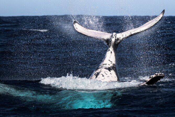 Watch and Swim with Humpback Whales in Moorea - Starting at Coco Beach Restaurant parking area
