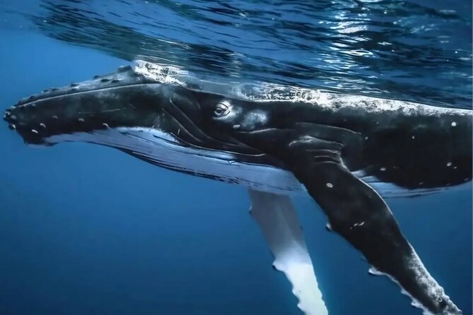 Watch and Swim with Humpback Whales in Moorea - What the whale encounter may feel like