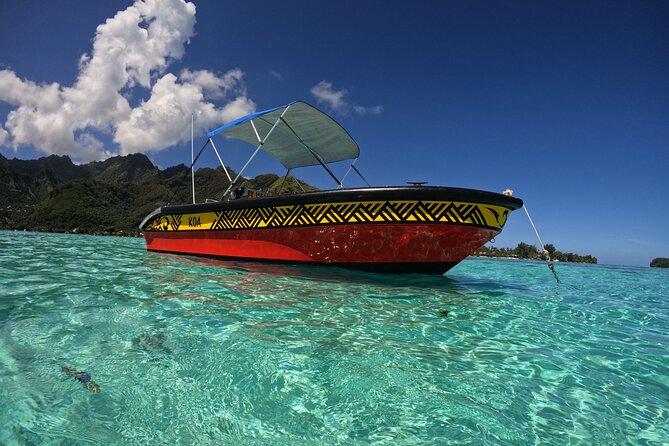 Watch and Swim with Humpback Whales in Moorea - The role of the crew and whale-safe rules