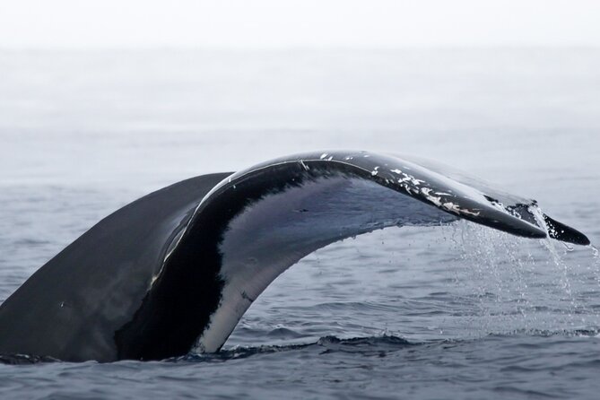 Watch and Swim with Humpback Whales in Moorea - Why the four-person limit matters